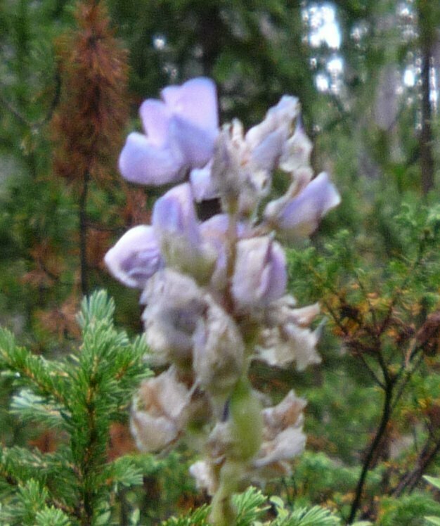 High Resolution Lupinus argenteus Flower